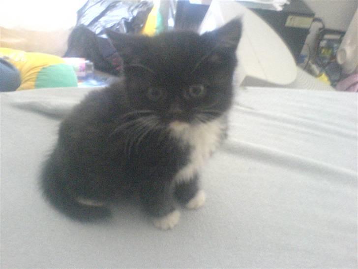 Blanding af racer Mille - Mille <3 billede 3