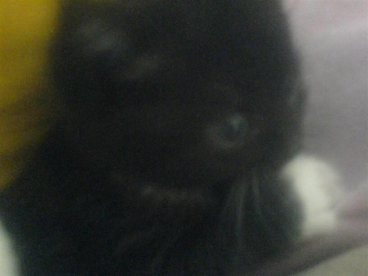 Blanding af racer Mille - Mille <3 billede 4