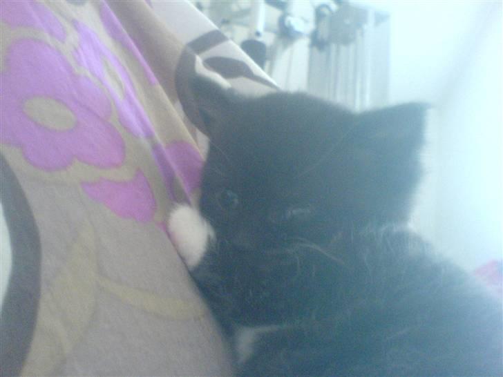 Blanding af racer Mille - Mille <3 billede 5