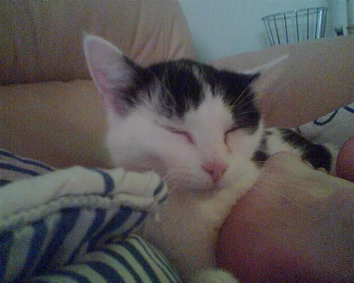 Huskat tulle billede 10