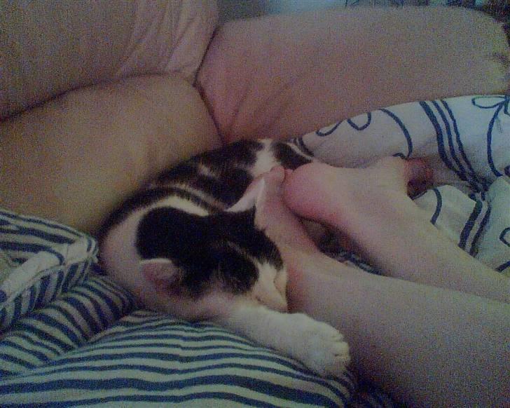 Huskat tulle billede 11