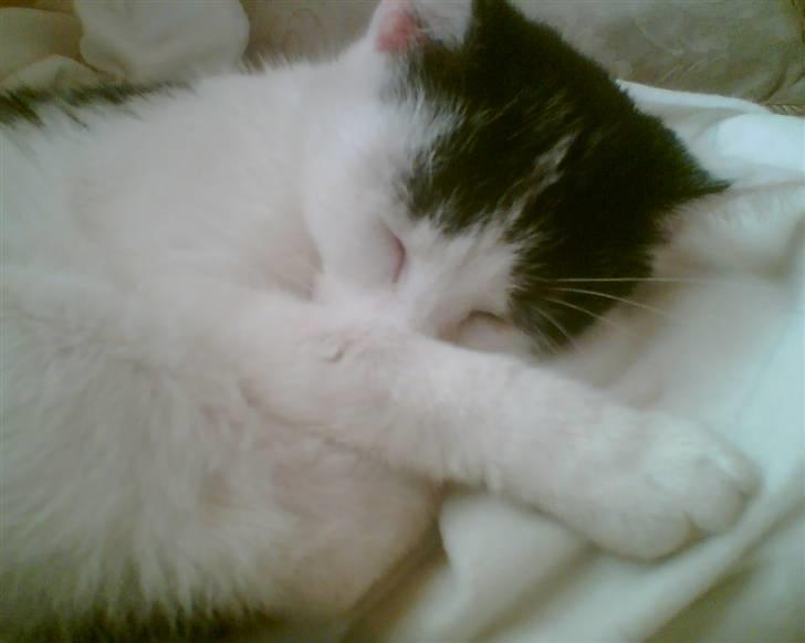 Huskat tulle billede 13