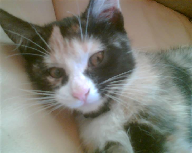 Huskat trikker   R.I.P billede 8