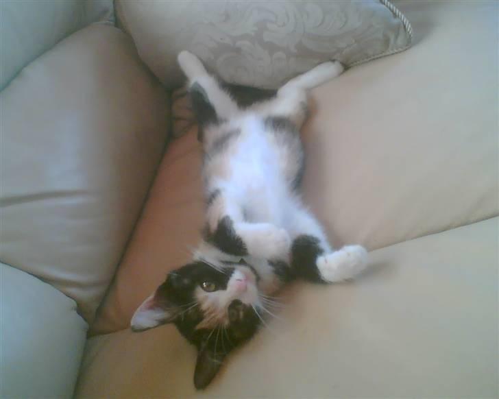 Huskat trikker   R.I.P billede 9