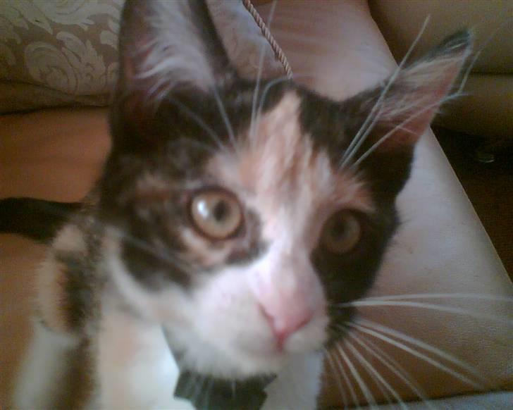 Huskat trikker   R.I.P billede 11