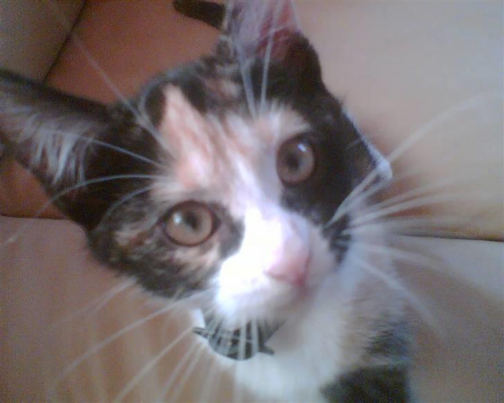 Huskat trikker   R.I.P billede 12