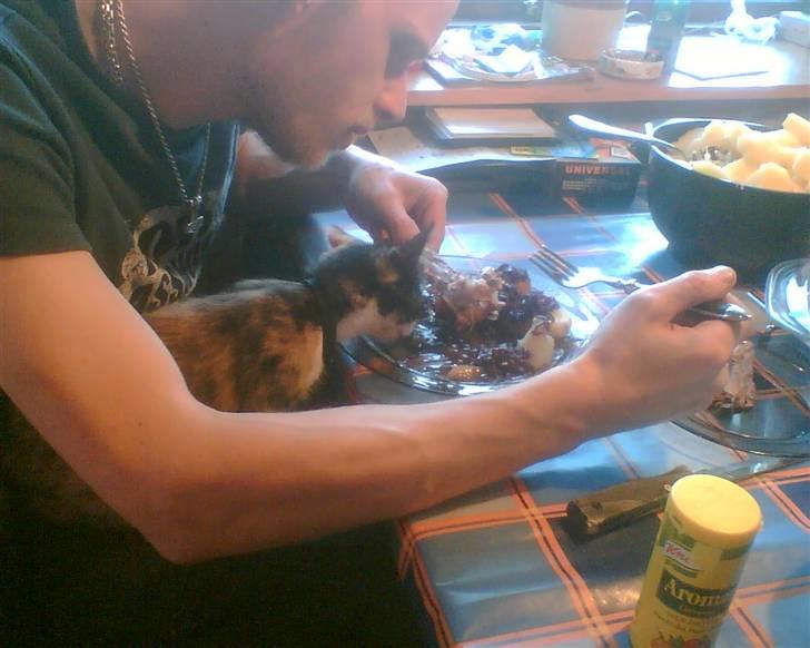 Huskat trikker   R.I.P billede 13