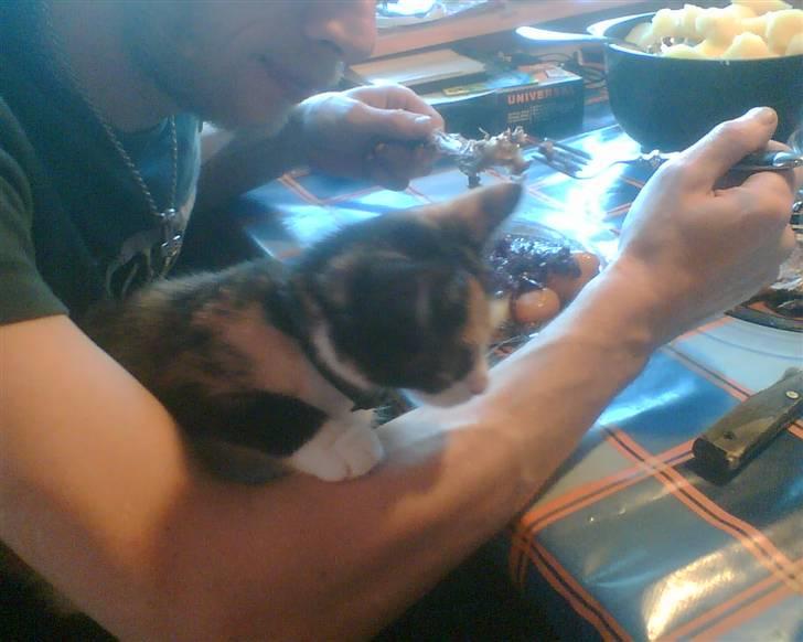 Huskat trikker   R.I.P billede 14