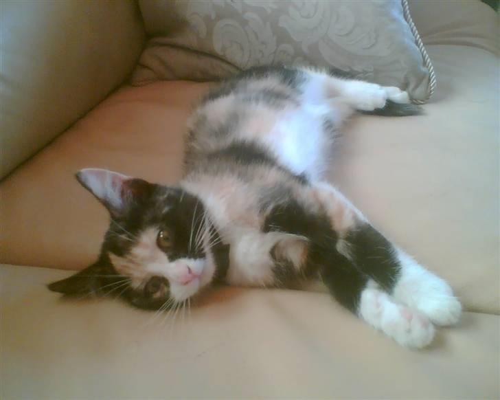 Huskat trikker   R.I.P billede 15