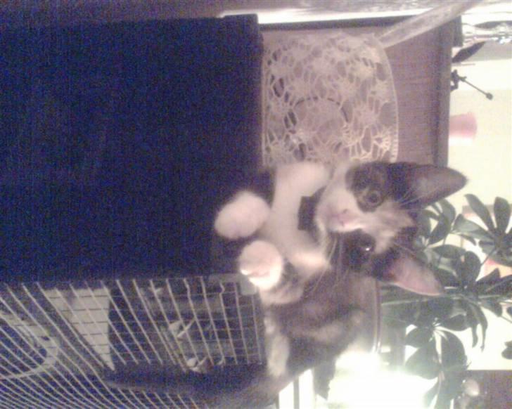 Huskat trikker   R.I.P billede 16