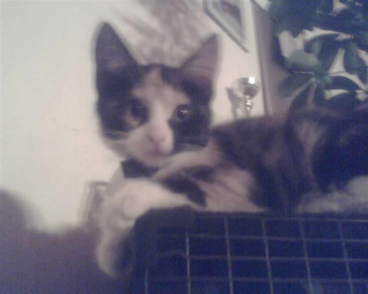 Huskat trikker   R.I.P billede 17