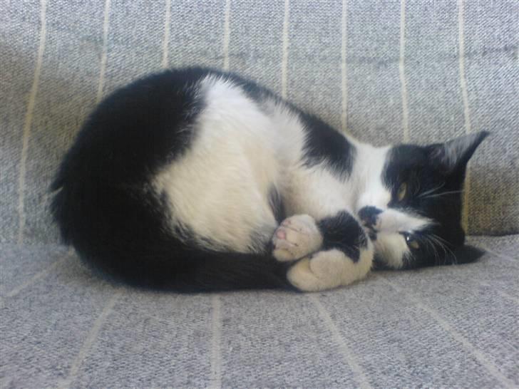 Huskat bohh Aflivet  billede 17