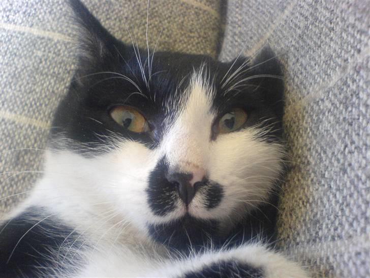 Huskat bohh Aflivet  billede 18