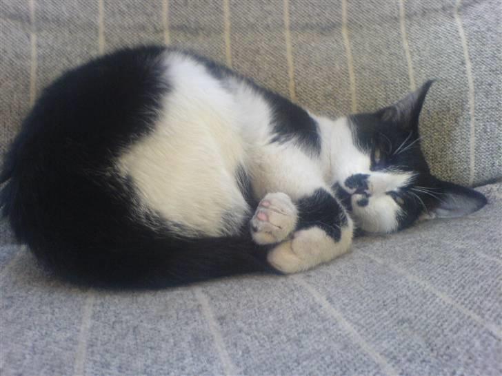 Huskat bohh Aflivet  billede 19