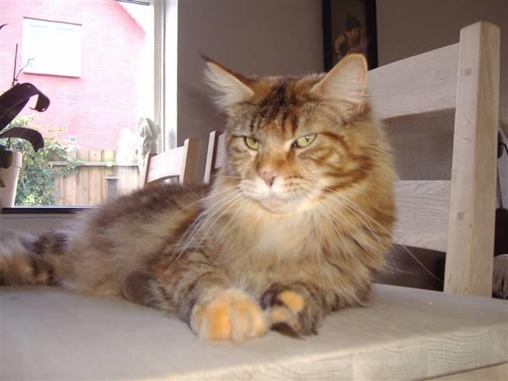 Maine Coon Rushcutter's Jelly Jewel - Jelly, 12-11-07 billede 14