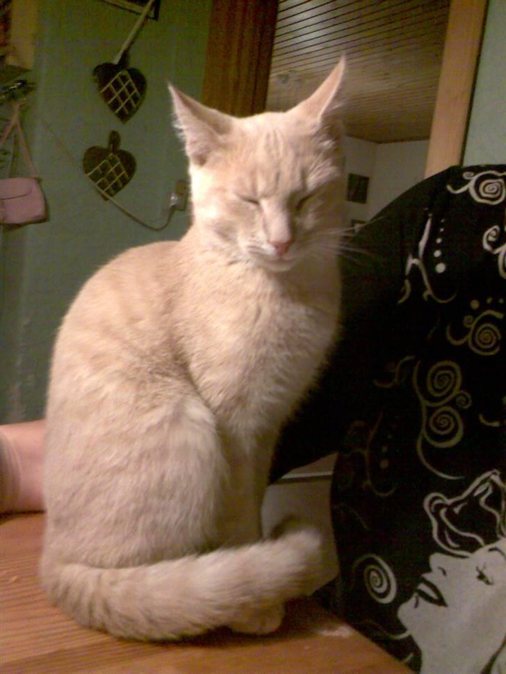 Blanding af racer Mogens <33 - ja , man kan jo ikke være lille bitte foraltid :b ..  billede 16