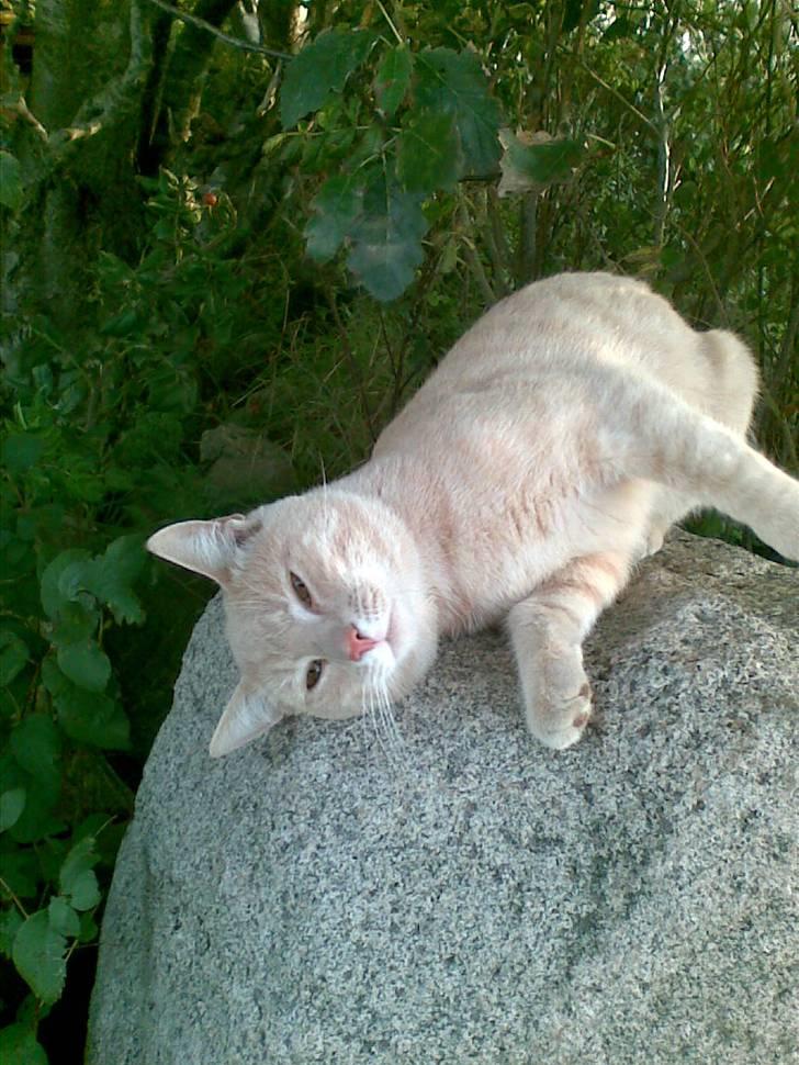 Blanding af racer Mogens <33 billede 17