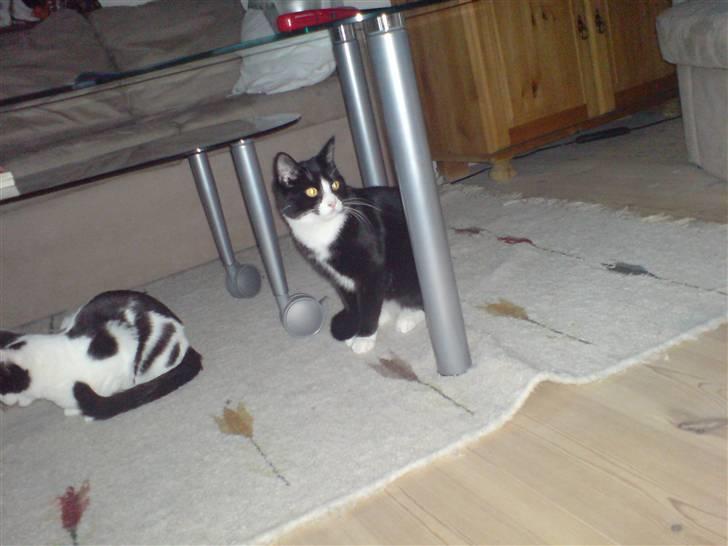 Huskat babs  billede 1