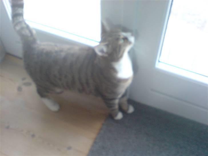 Huskat cirkeline billede 1