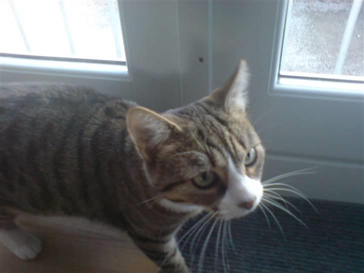 Huskat cirkeline billede 2