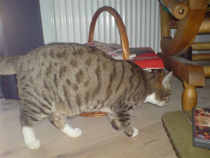 Huskat cirkeline billede 3