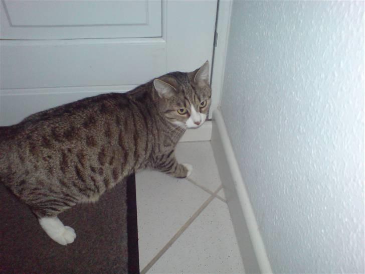 Huskat cirkeline billede 4