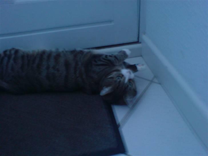 Huskat cirkeline billede 5