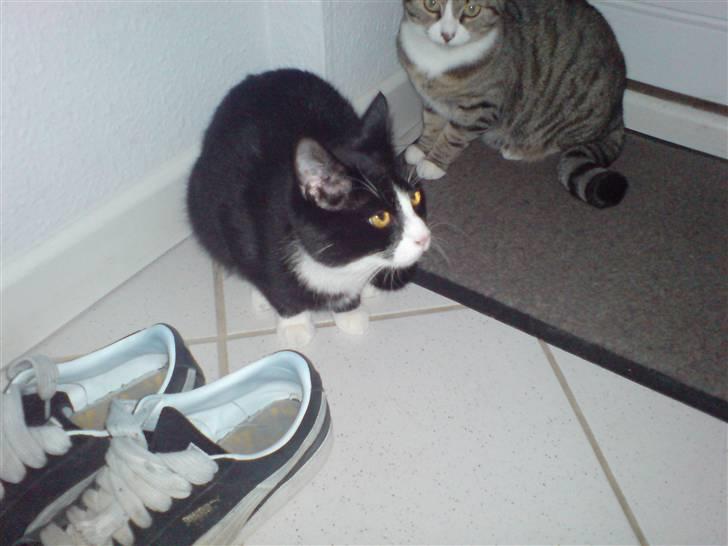 Huskat babs  billede 2