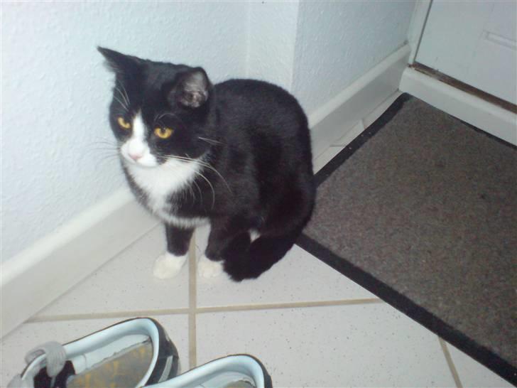 Huskat babs  billede 3