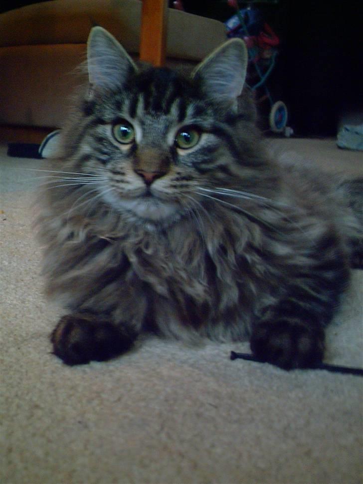 Maine Coon Baloo - Her er jeg ca. 7 mdr og vejer 3,2 kg - jeg er ved at være en flot hankat :-) billede 1