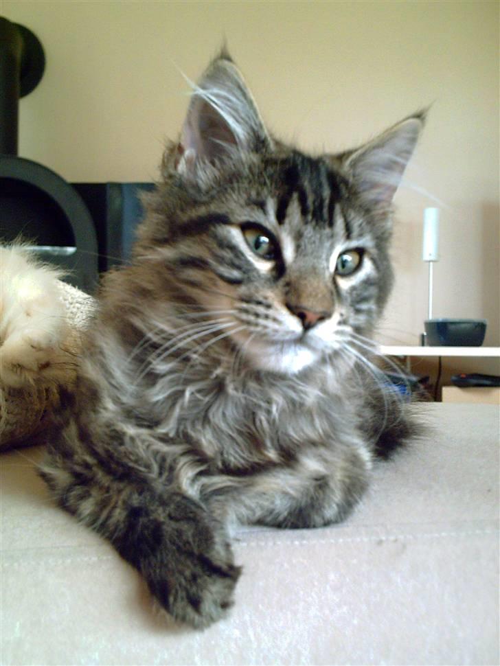 Maine Coon Baloo billede 2