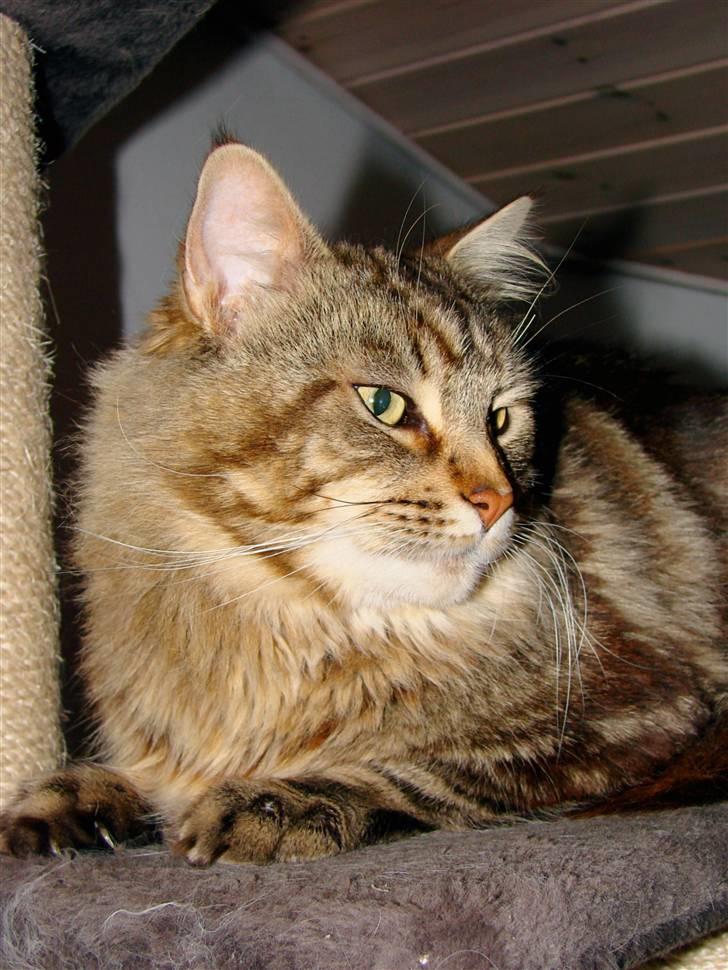 Maine Coon DK Lykkens Marcel billede 16