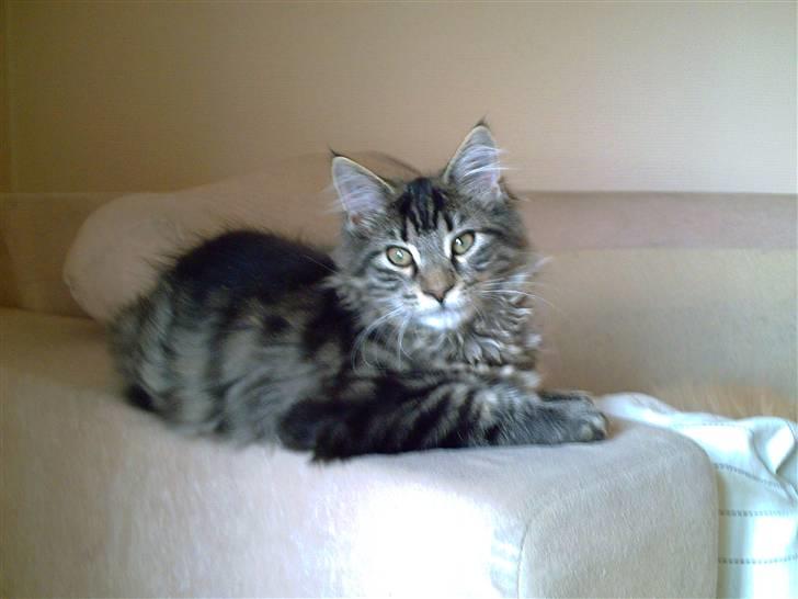 Maine Coon Baloo billede 3