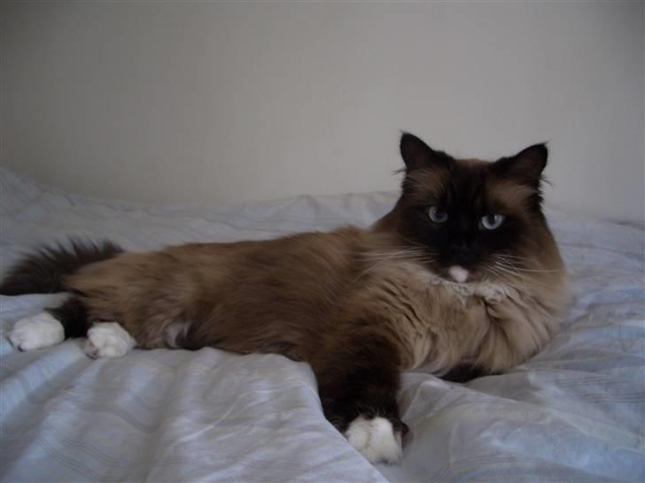 Blanding af racer  Oliver *Solgt* billede 18