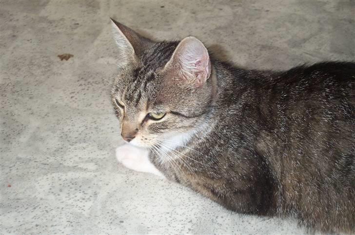 Huskat Satine - Min smukke pige billede 1