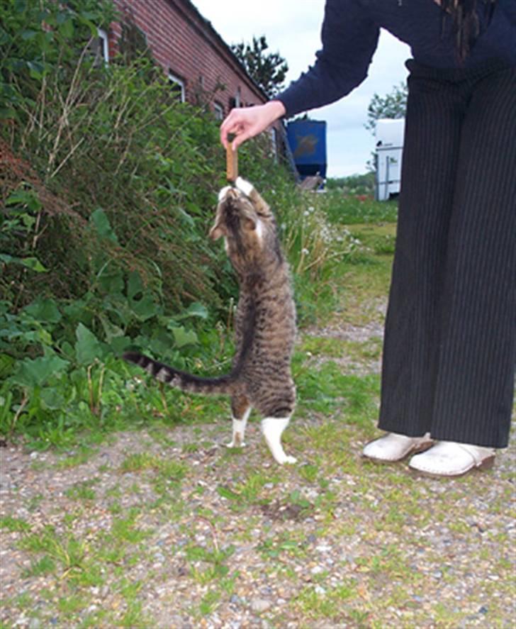 Huskat Satine - Jeg vil have rugbrød :) billede 2