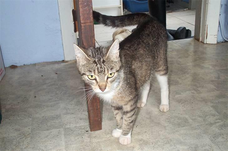 Huskat Satine - Hej med jer billede 3