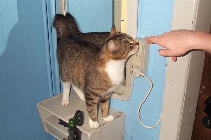 Huskat Satine - Den lille lyseslukker billede 4