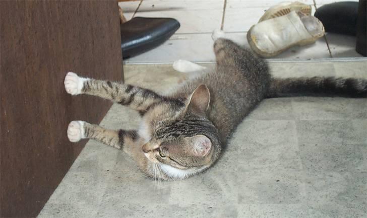 Huskat Satine - Så flader vi ud billede 5