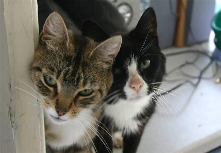 Huskat Satine - Satine og min gamle kat Jonathan billede 6