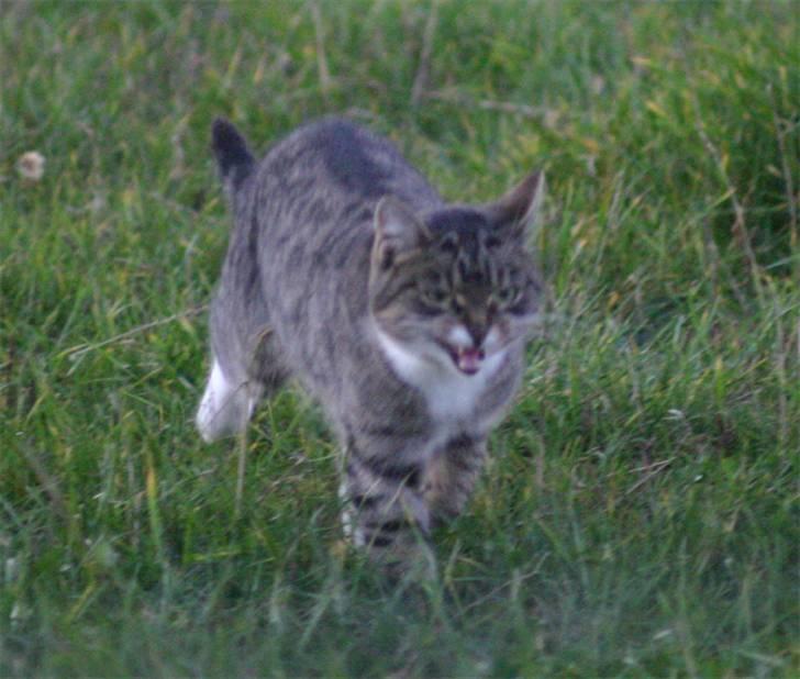 Huskat Satine - I fuld firspring billede 7