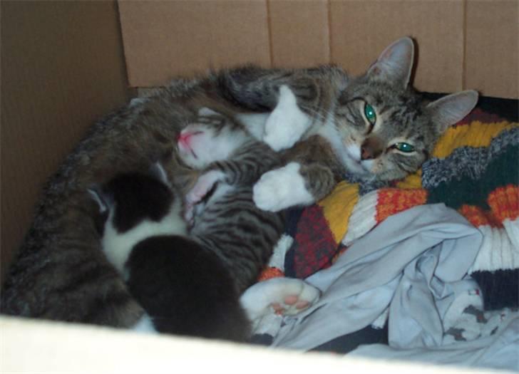 Huskat Satine - Satine med sine unger billede 8