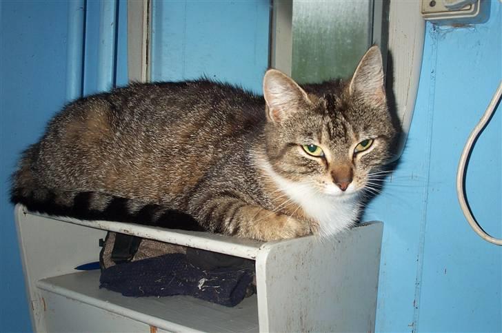 Huskat Satine - Her ligger man godt billede 9