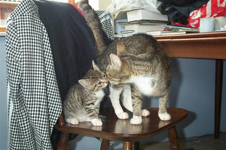 Huskat Satine - Satine og hendes datter China Doll billede 11