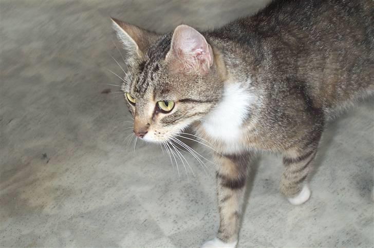 Huskat Satine - Kønne prinsesse billede 12