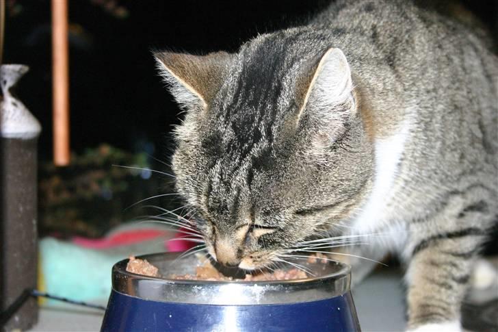 Huskat Satine - Mmm mad billede 13