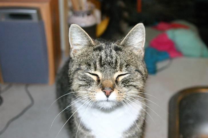 Huskat Satine - Uha en skarp blitz :D billede 14