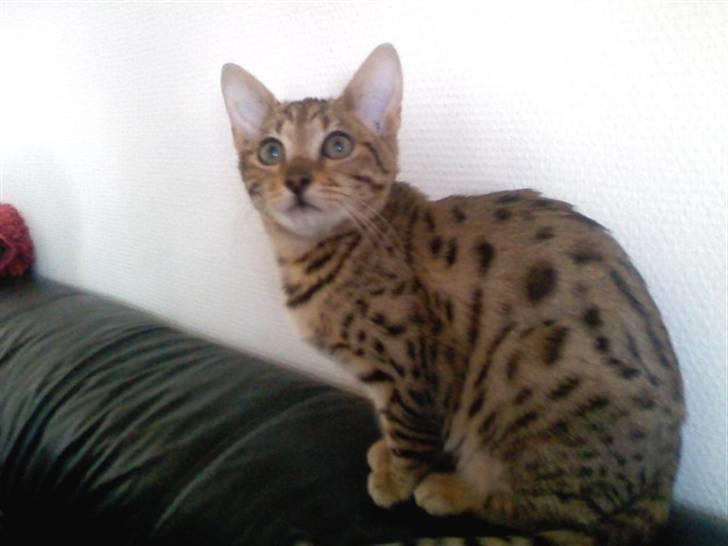 Bengal Misja billede 1