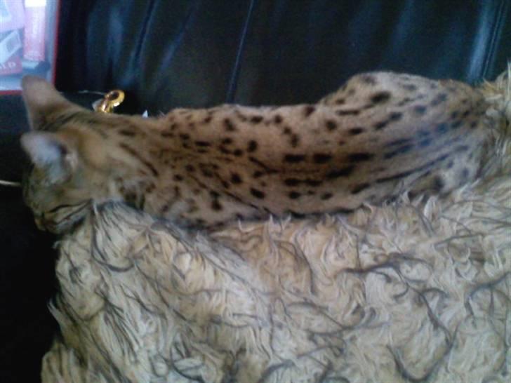 Bengal Misja billede 4