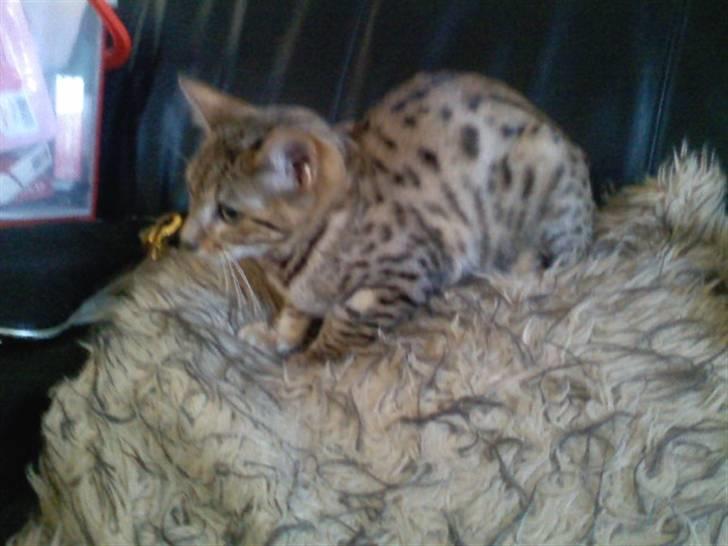 Bengal Misja billede 5